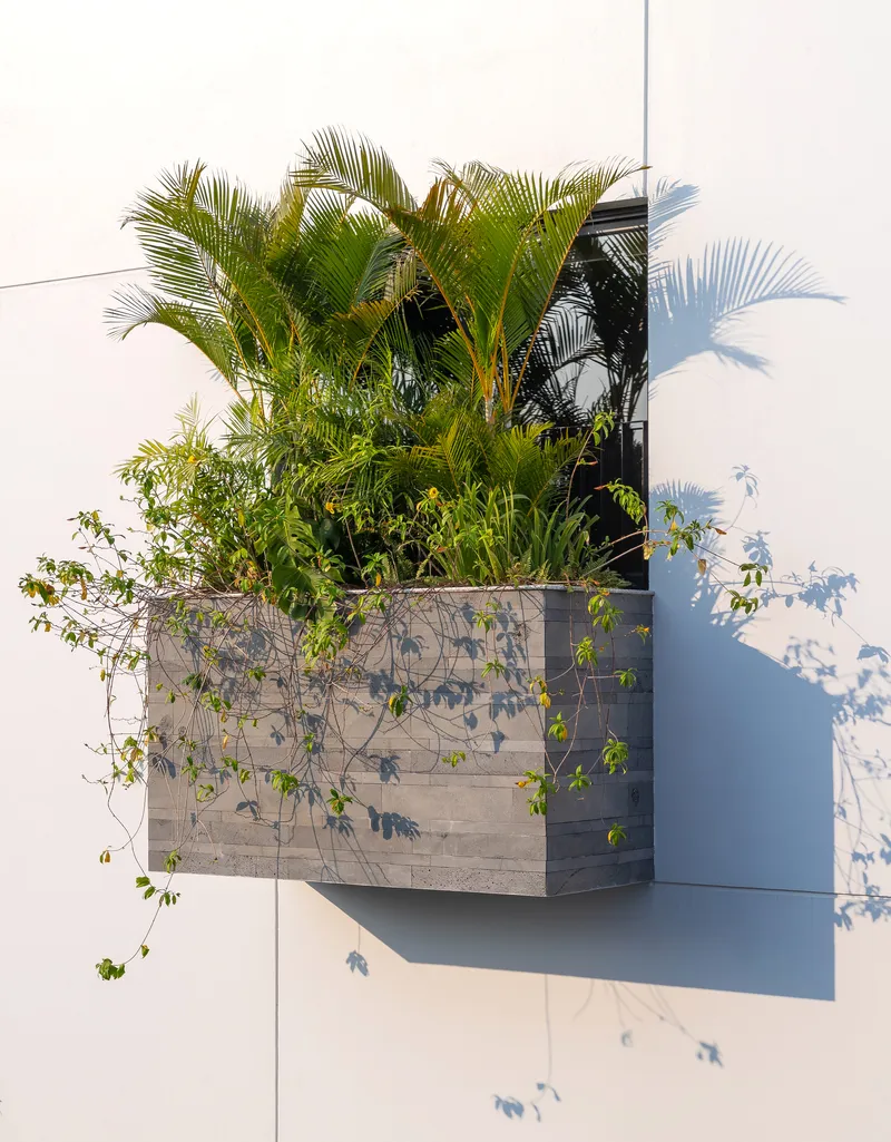 Concrete wall planter filled with palms and trailing vines casting shadows on a white facade