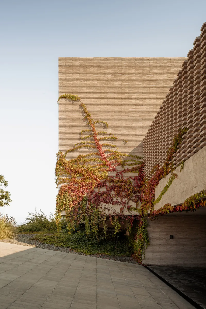 Brick wall with climbing vines beside a perforated screen overhang in afternoon light