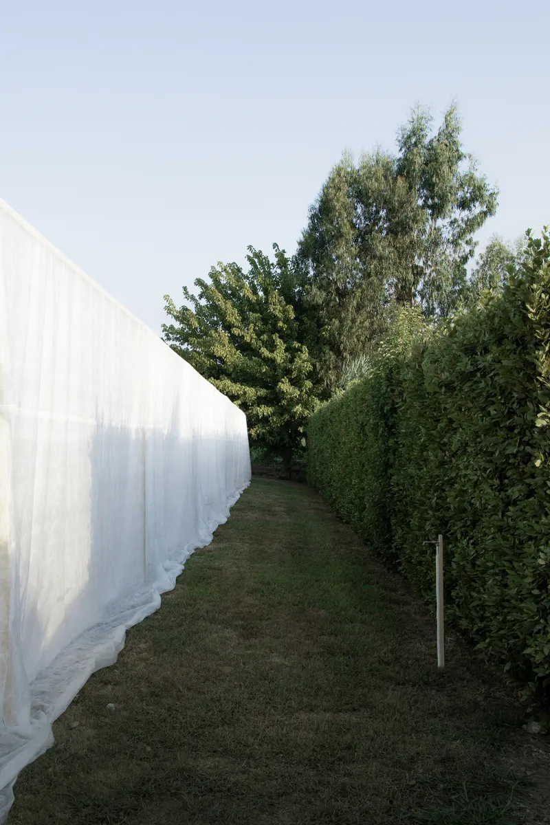 Narrow passage between a draped white fabric wall and a trimmed hedge under clear sky