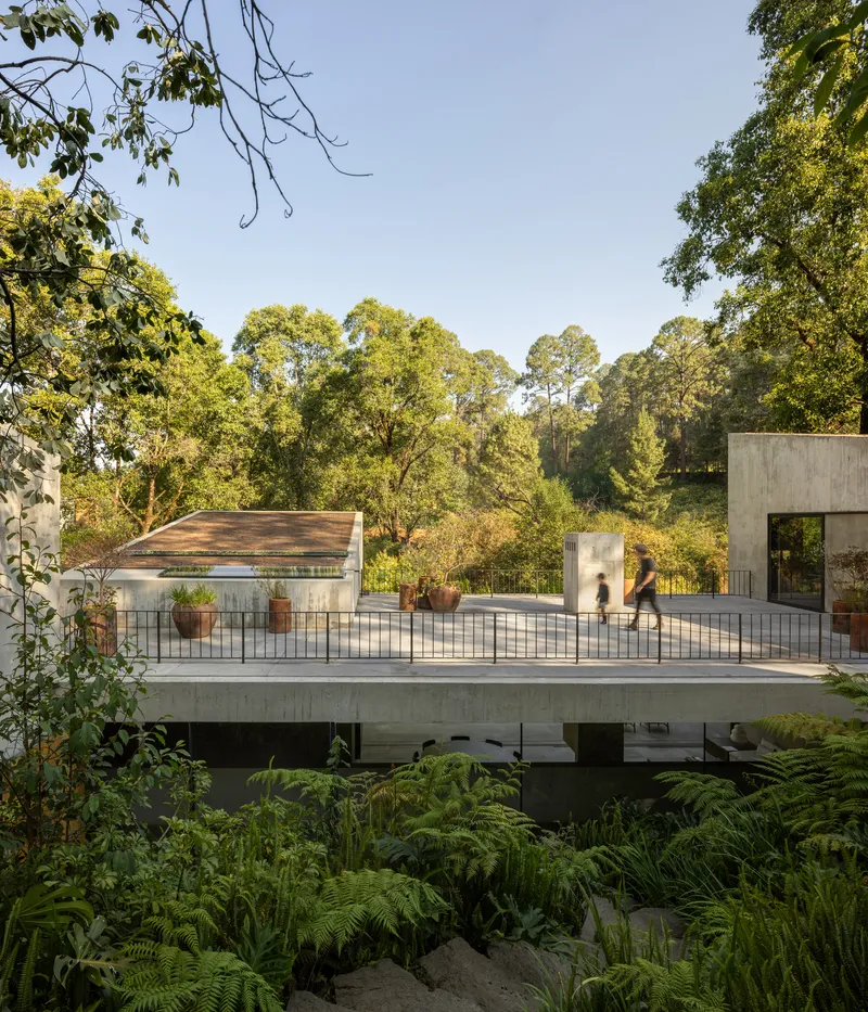 Elevated concrete deck with metal railing and rooftop pavilion beyond dense ferns and forest canopy
