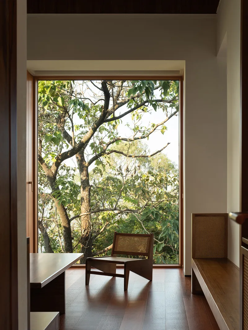 Interior room framing a tall window view of a deciduous tree in afternoon light