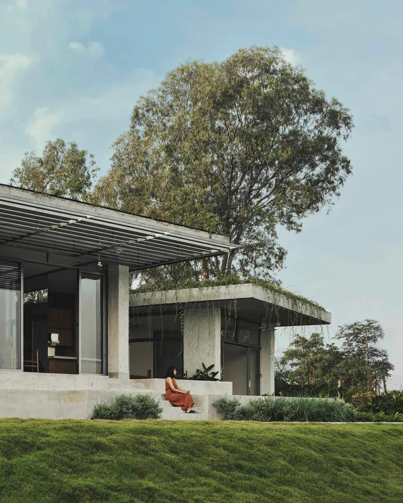 Concrete volume with planted roof and pergola canopy beside a large tree and sloping lawn