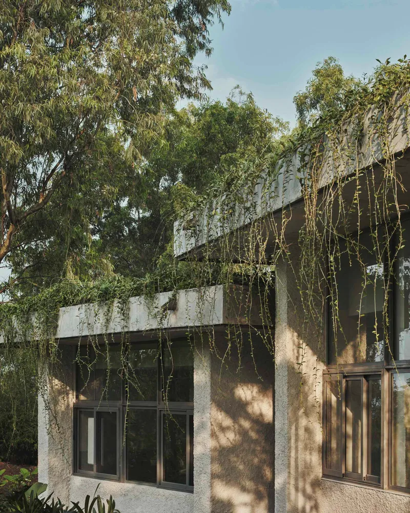 Concrete facade with banded windows and cascading vines in dappled afternoon shade beneath mature trees