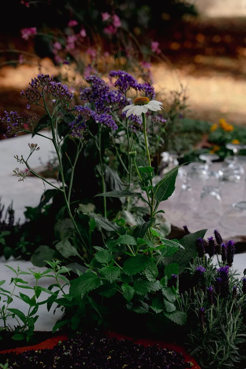 Purple flowering stems and white daisies arranged in glass containers on a tabletop in warm sunlight