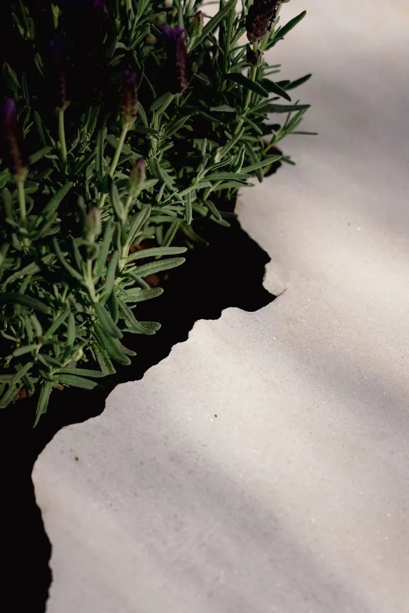 Close-up of lavender planted in an irregular opening cut through a white painted surface