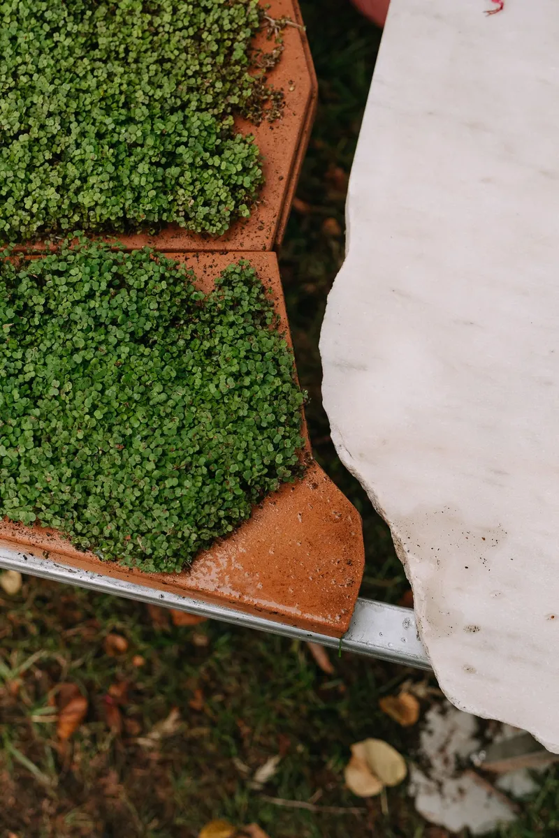 Corner detail of microgreens growing in terracotta trays beside a white painted table edge