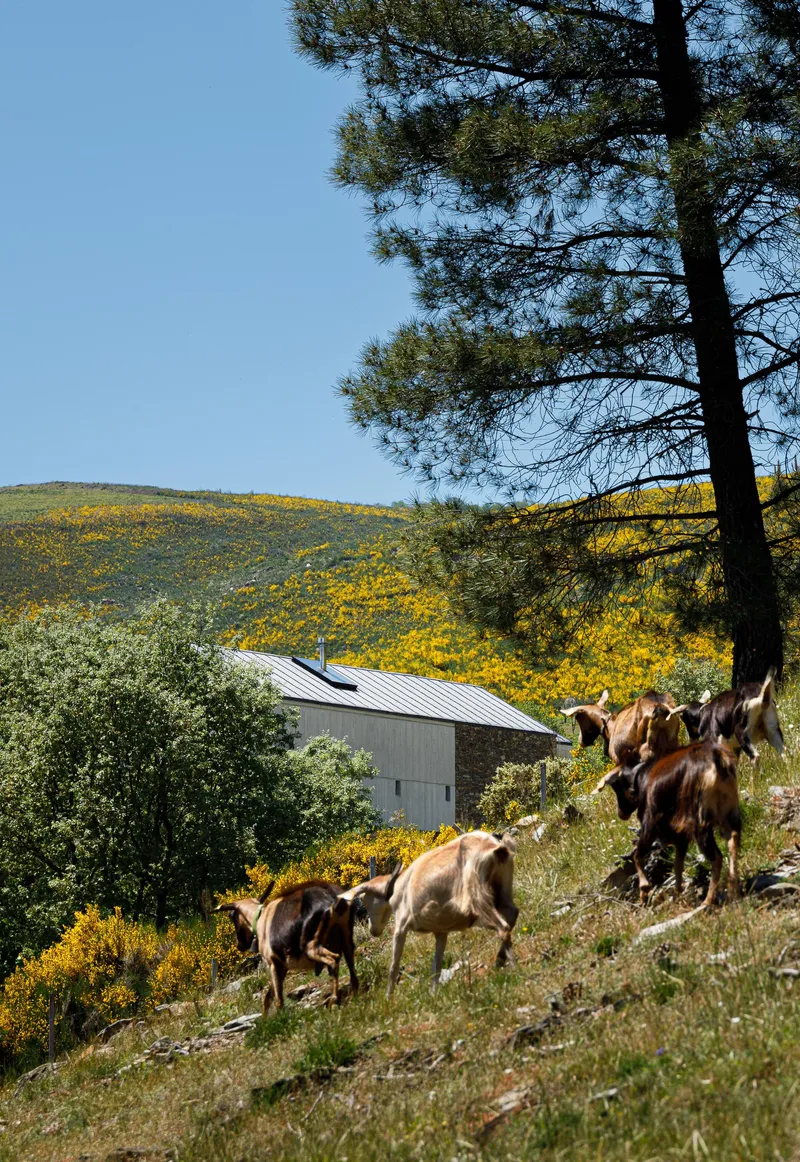 Metal roof visible through pine branches with goats grazing on sloped terrain below