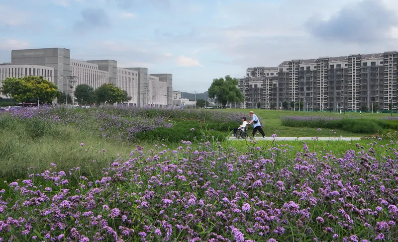 Wildflower meadow with purple blooms and two people walking a dog between residential buildings