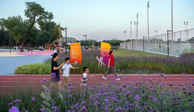 Running track edged with purple flowering grasses and signage near sports courts at twilight