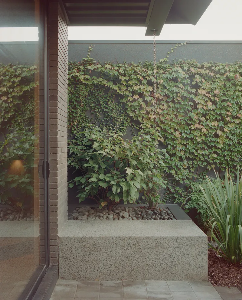Planted courtyard wall covered in climbing vines with exposed aggregate paving and timber soffit above