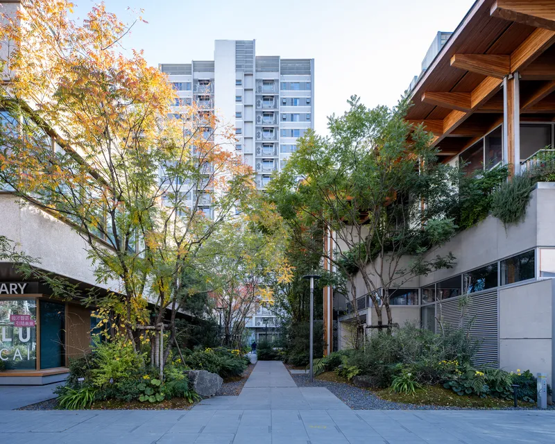 Landscaped courtyard pathway flanked by planted beds and trees in autumn with residential tower beyond