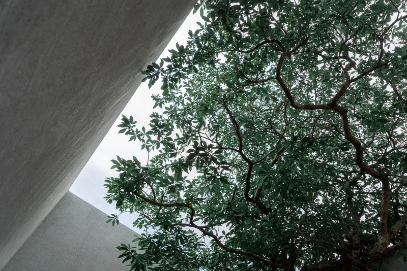 Looking up through a concrete void at the canopy of an interior tree
