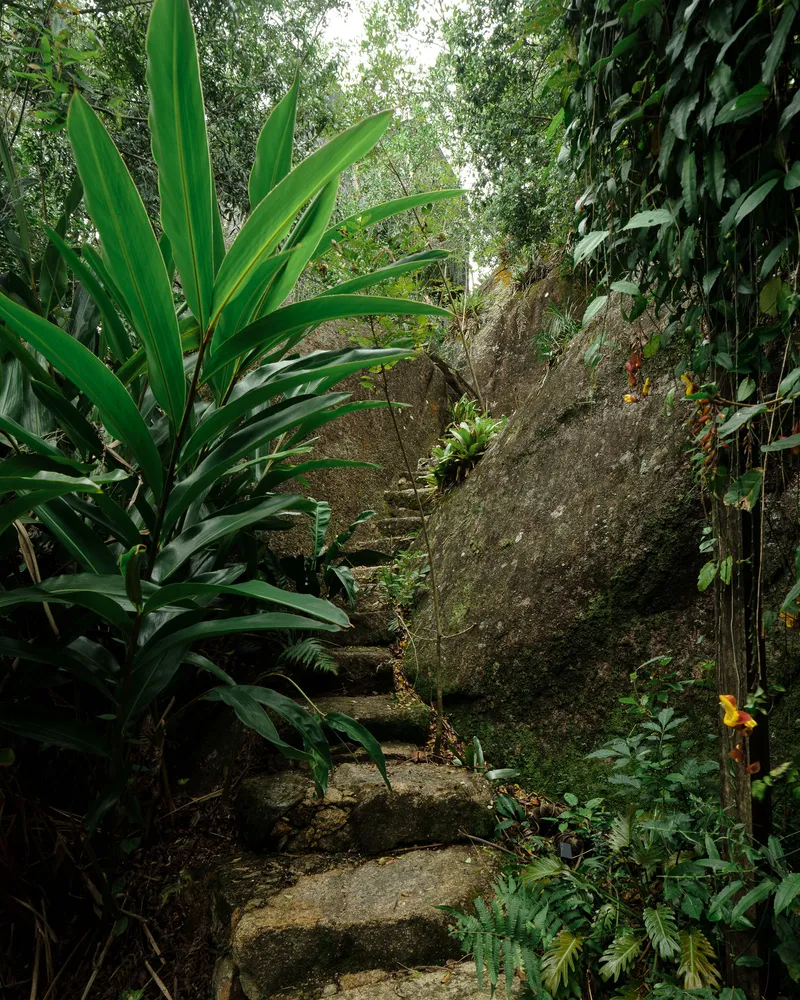 Concrete staircase winding through a hillside garden with tropical plantings and mossy boulders