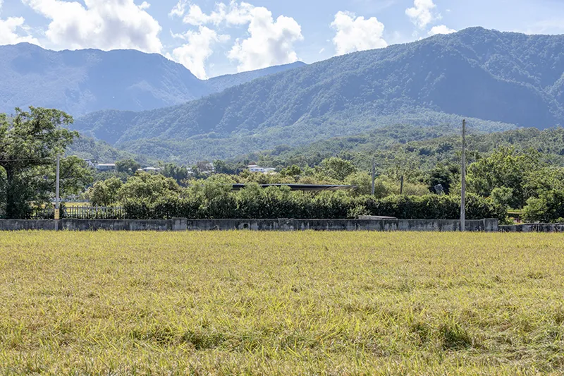 Low concrete wall dividing a golden rice field from tree-lined hills beneath a cloudy sky