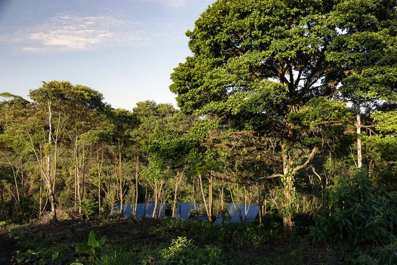 Distant view of the blue corrugated roofline partially obscured by dense tropical forest canopy