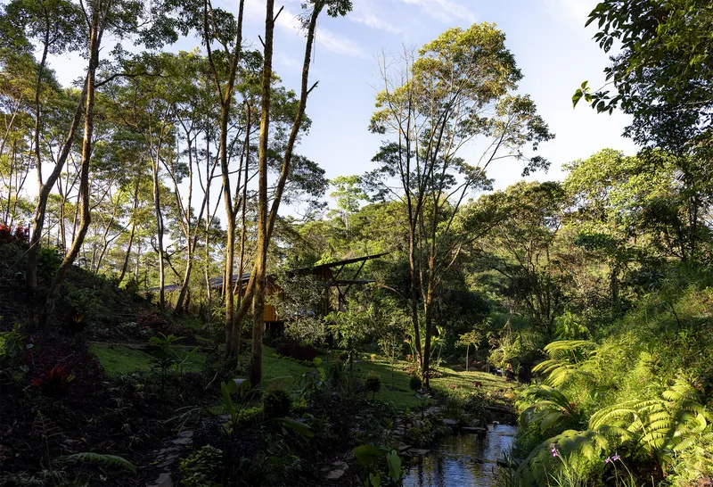 Dense forest canopy with tall eucalyptus trees and ferns beside a natural stream in afternoon light