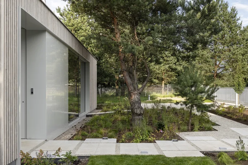 Entrance courtyard with concrete pavers and preserved pine tree in planted bed beside corrugated facade