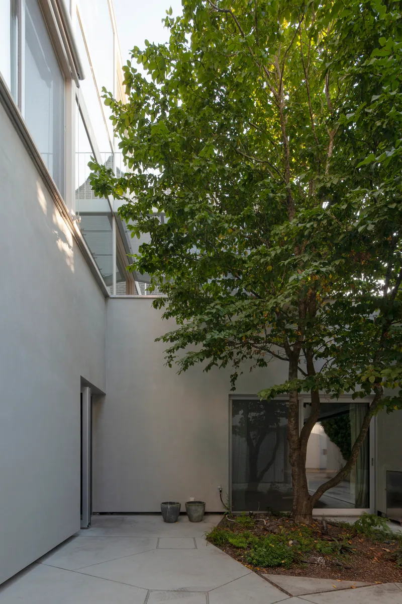 Courtyard with mature tree centered between rendered walls and large glazed openings