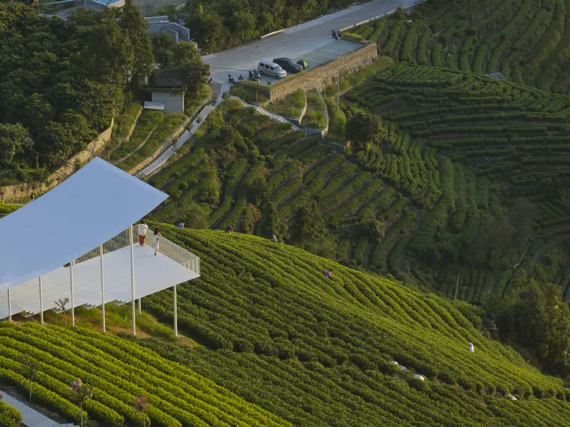 Elevated view of the sloped white canopy above terraced tea rows and winding access road