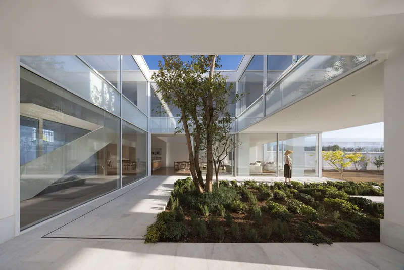 Glass-enclosed courtyard with multi-stem tree rising through white walls in bright sunlight