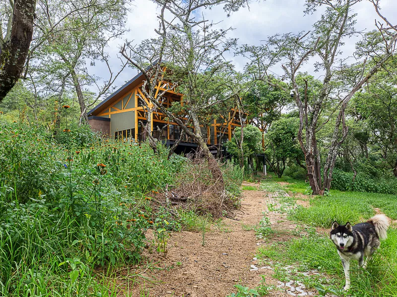 Gabled timber structure nestled among trees on a hillside with a dog on a dirt path