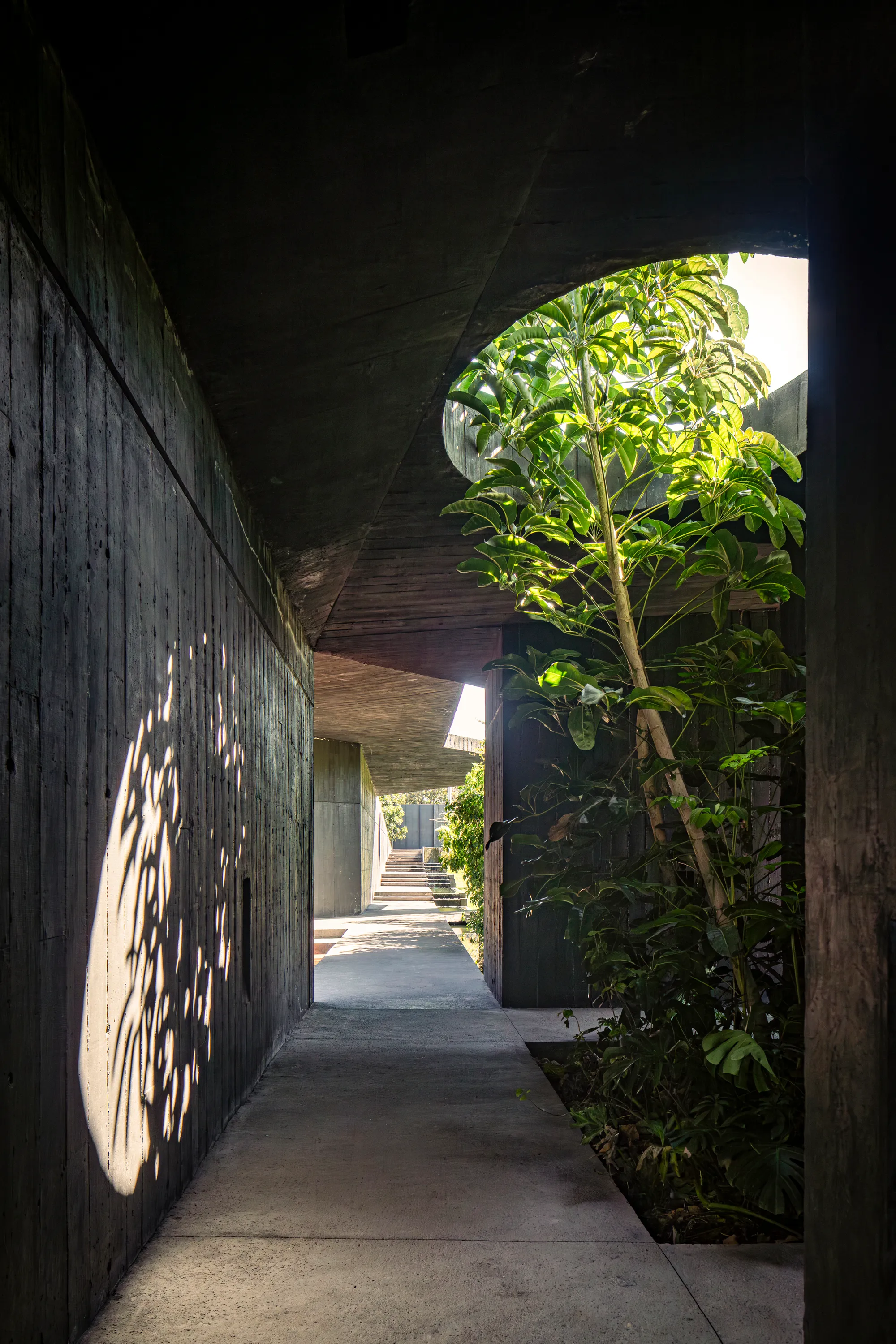TAC Taller Alberto Calleja Carves a Black Concrete House into a Mexican Woodland Clearing