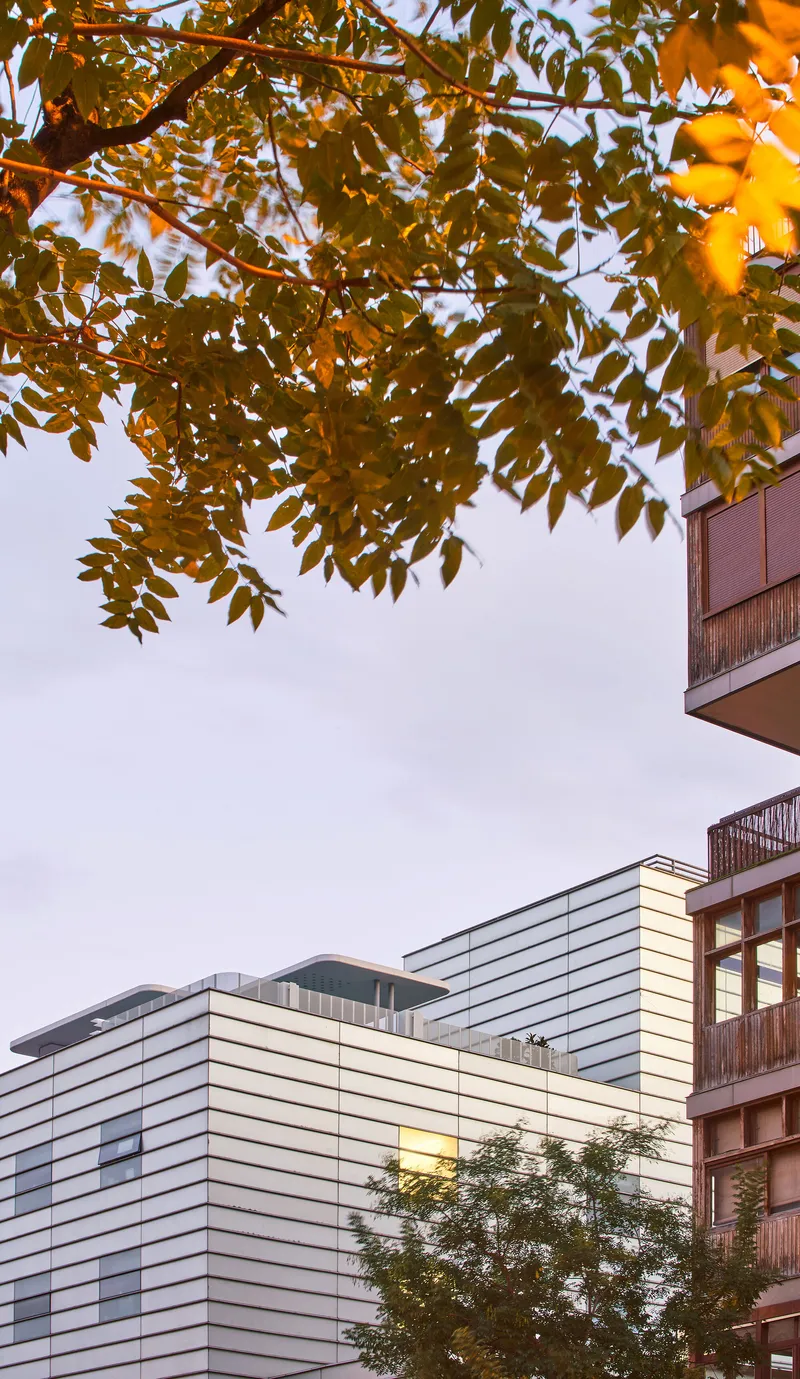 Angled view of the white louvered volume framed by golden autumn leaves overhead