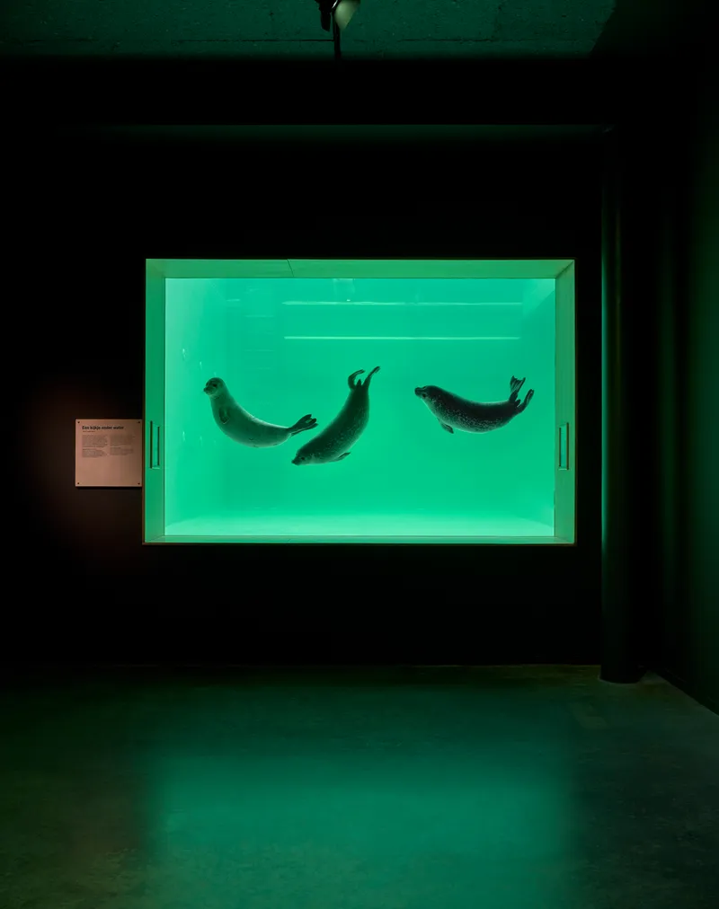 Glass-fronted seal pool glowing green in a dark interior viewing gallery with concrete floor