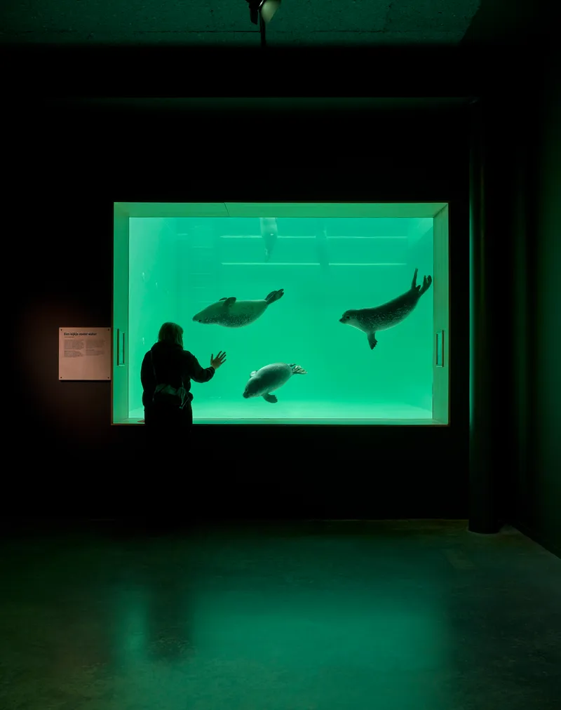 Visitor silhouetted beside the illuminated aquarium tank watching seals swim overhead