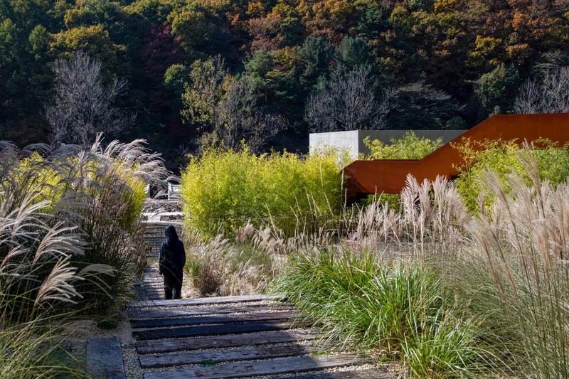 Timber decking pathway through planted grasses with a figure walking toward the corten steel canopy