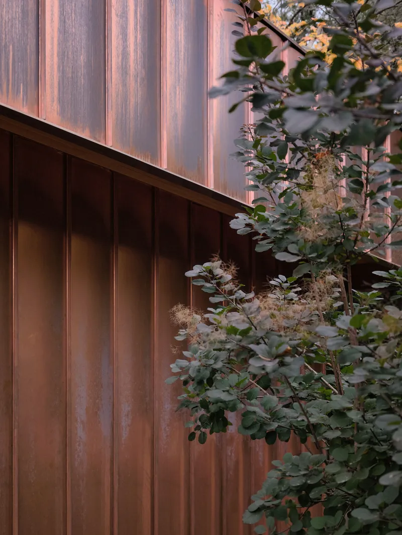 Close-up of copper wall cladding with eucalyptus foliage at dusk