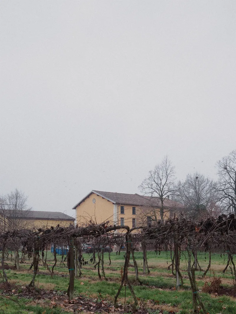 View across dormant vineyard rows toward the ochre rendered farmhouse in overcast weather