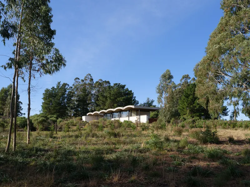 Distant view of the undulating concrete shell roof rising above a planted hillside with native grasses and eucalyptus trees