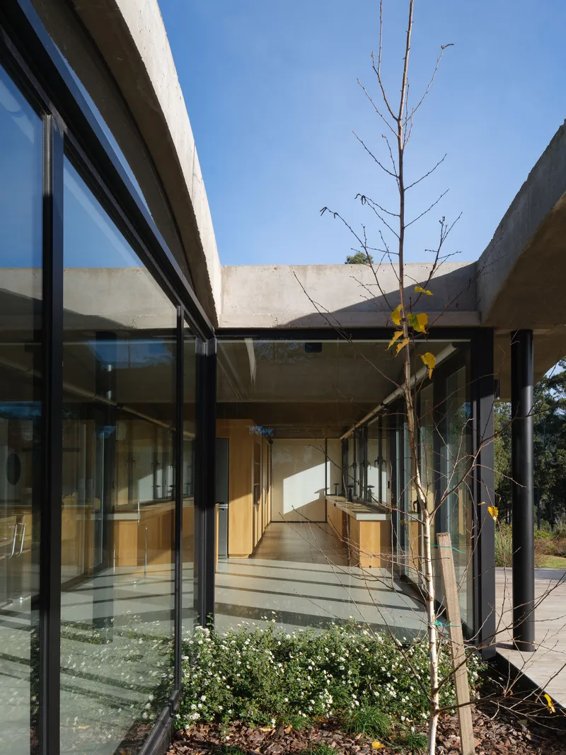 Glass-walled courtyard with planted beds and a young deciduous tree beneath a concrete canopy
