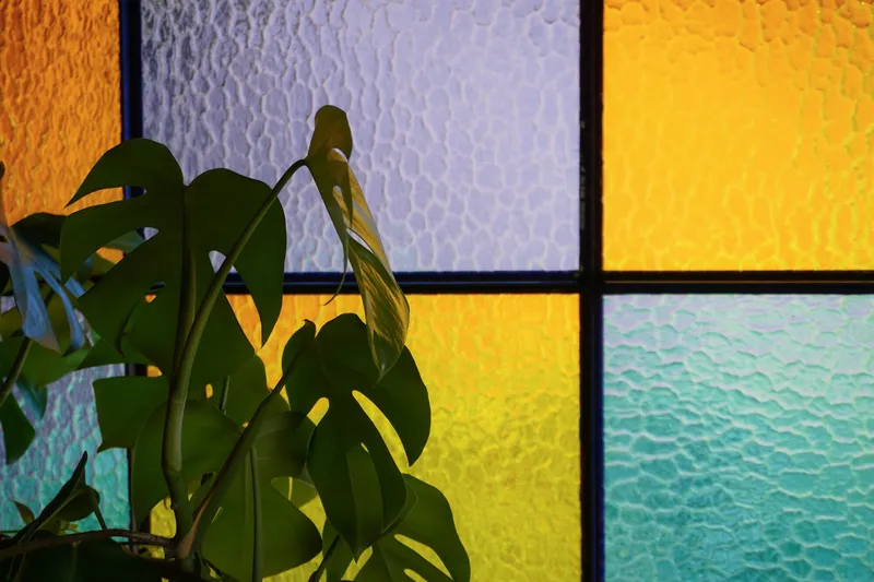 Textured glass panels in orange, yellow and blue framing a potted monstera plant