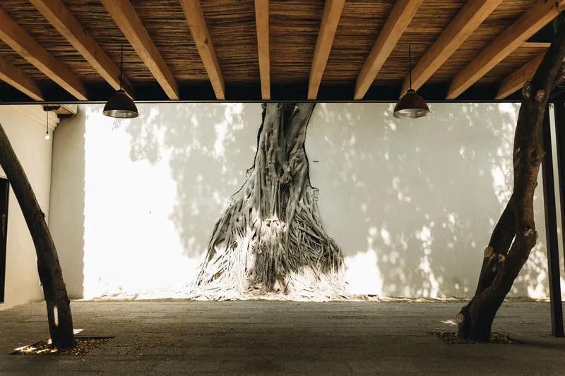 Tree trunk penetrating through a white wall under timber beams casting dappled shadows