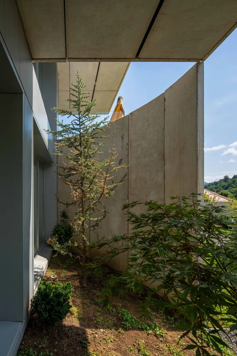 Planted courtyard between concrete walls and glazed corridor beneath a cantilevered slab overhead