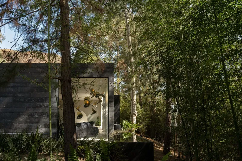 Concrete facade with floor-to-ceiling glazing framed by tall trees in dappled sunlight