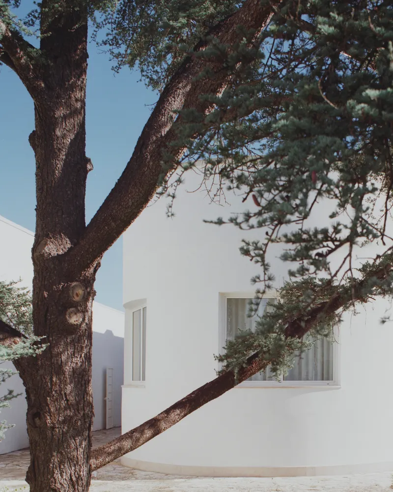White facade with narrow vertical windows seen through the twisted branches of a mature tree