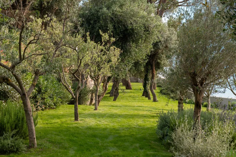 Sloping lawn with olive and fruit trees leading uphill through the garden