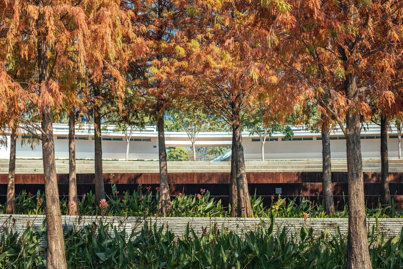 Row of trees with autumn foliage planted above a horizontal building with white louvers and planting beds