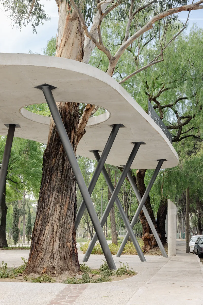 Branching steel columns supporting a curved concrete canopy around the trunk of a large tree