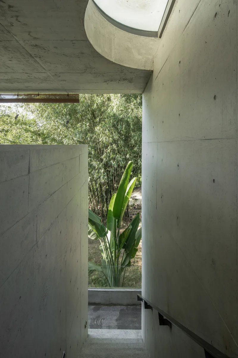 Concrete passageway opening to a planted courtyard with bamboo and bird of paradise beneath a circular skylight