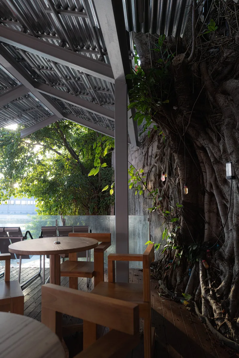 Outdoor dining area with timber furniture beneath a slatted canopy and adjacent banyan tree trunk