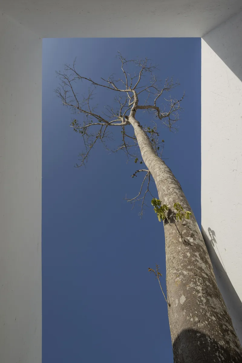 Upward view through a rectangular roof opening framing a bare tree against a blue sky