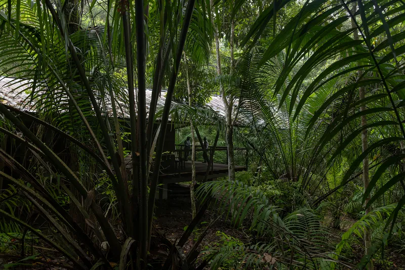 Glimpse of the raised platform through layers of palm fronds and undergrowth