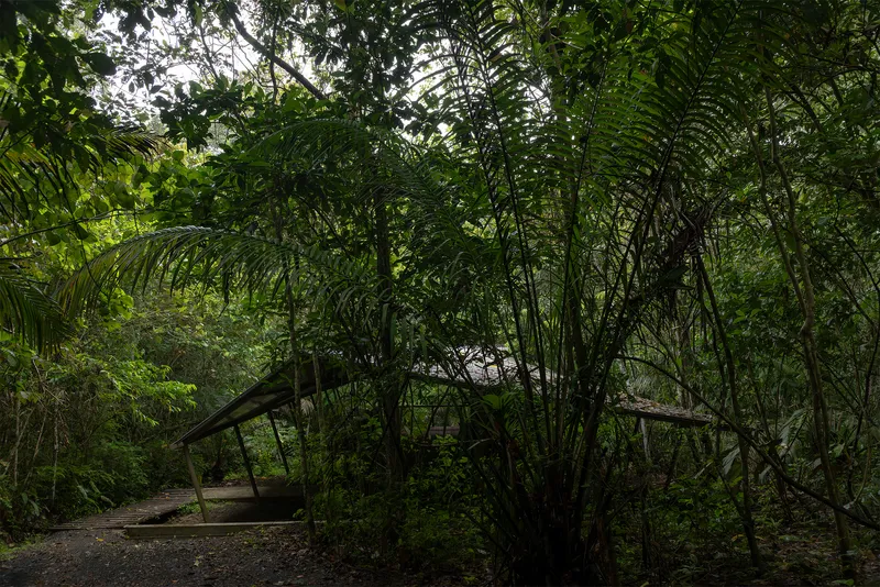 Elevated timber walkway emerging from dense tropical forest with palms and bamboo overhead
