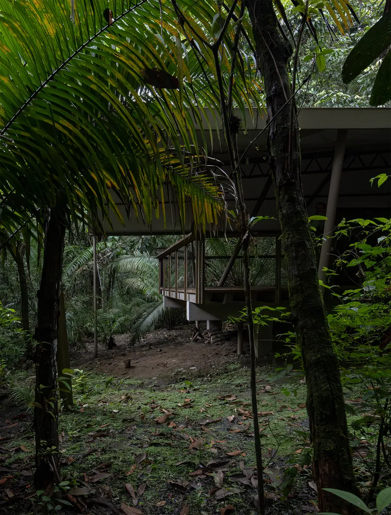 Steel staircase ascending through moss-covered tree trunks to the elevated structure above