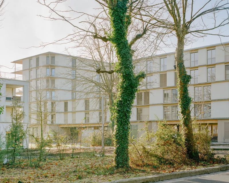 Ivy-covered tree trunks in foreground with residential blocks visible through winter landscape