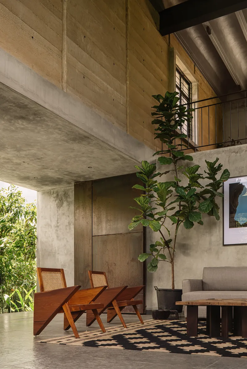 Sitting area with exposed concrete walls and timber joists sheltering cane chairs and a potted fig